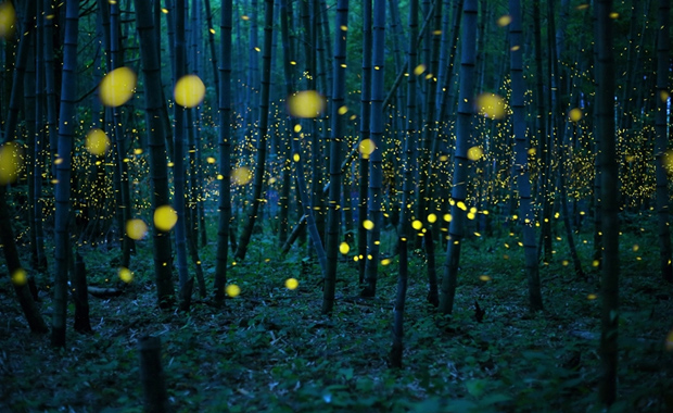Kei-Nomiyama-Japan-Open-Photographer-2016-Sony-World-Photography-Awards